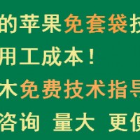 新品种苹果苗木接受，烟台栖霞中惠苗木免费技术指导，免套袋技术