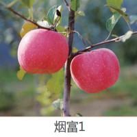 成熟的苹果免套袋技术,降低用工成本，山东栖霞中惠苗木基地