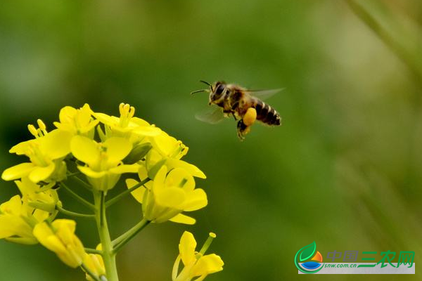 蜜蜂的养殖方法有哪些?