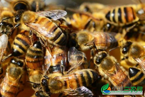 蜜蜂的养殖方法有哪些?