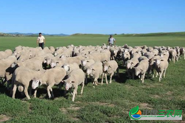 养殖羊时饲料喂养的禁忌有哪些?