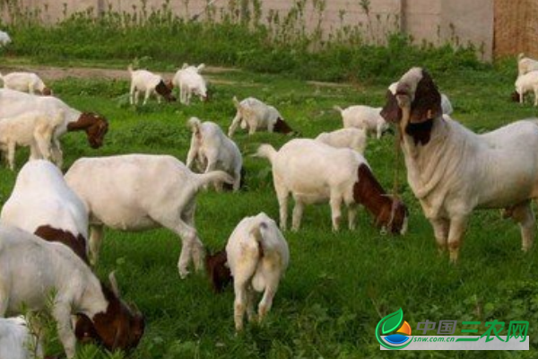 养殖羊时饲料喂养的禁忌有哪些?