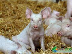 给小猪注射疫苗的注意事项有哪些？