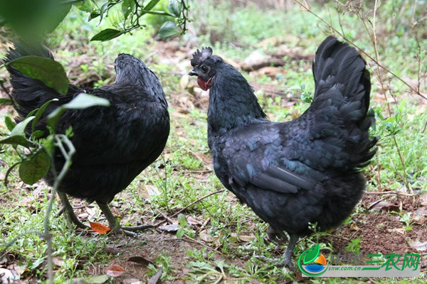 想要养好五黑鸡的注意事项有哪些？