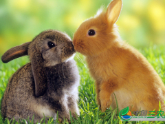 养殖兔子有哪些注意事项？