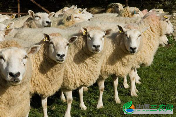 冬天养羊应该注意什么？