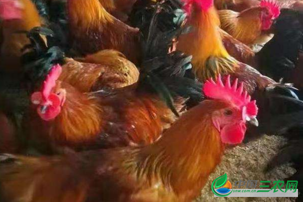 红瑶鸡的养殖注意事项有哪些？