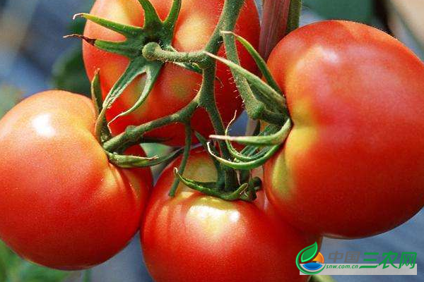 冬季番茄该怎么种植？