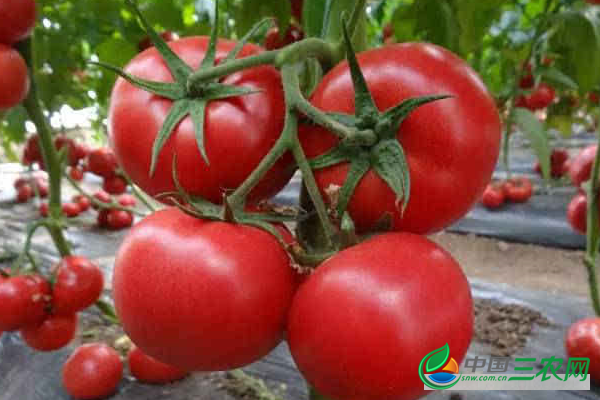 冬季番茄该怎么种植？