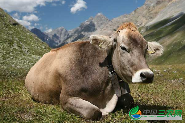 养牛育肥饲料管理有哪几点该注意？