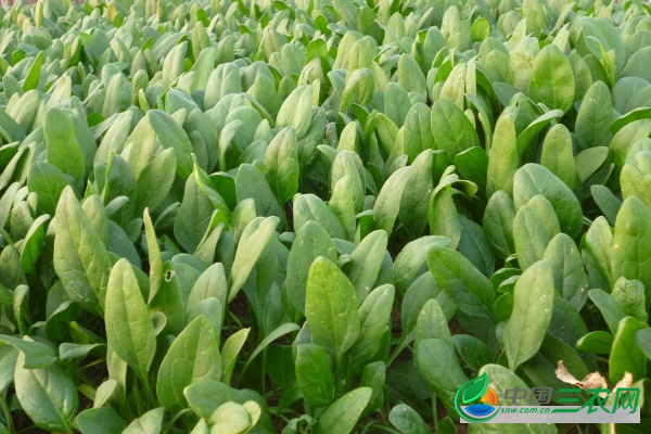 冬季菠菜种植需要注意哪些问题？