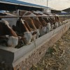 出售西门塔尔牛，夏洛涞牛，利木赞牛，改良牛