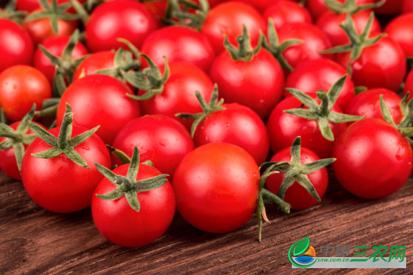 盆栽西红柿的种植方法有哪些？