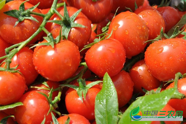 盆栽西红柿的种植方法有哪些？