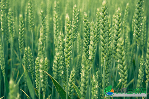 种小麦的注意事项有哪些？