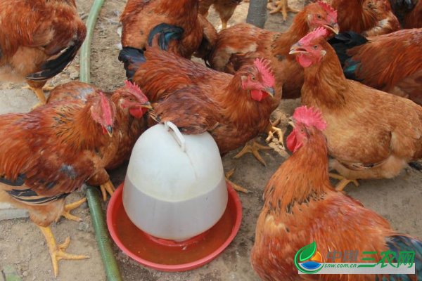 冬季提升蛋鸡产蛋量的方法有哪些？