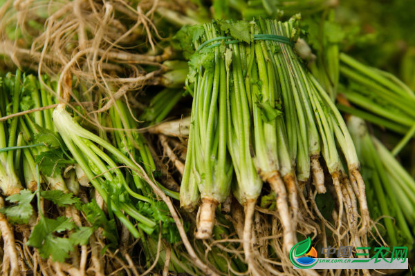 芹菜安全过冬的方法有哪些？