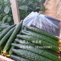 绿冠A6黄瓜种子强雌品种早春秋延越夏品深绿油亮短把密刺耐热