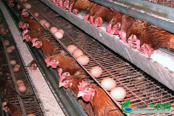 商品蛋鸡产蛋期的环境管理要点有哪些？