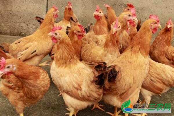 商品蛋鸡产蛋期的环境管理要点有哪些？