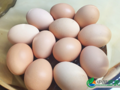 种鸡蛋的挑选和保管有哪些方面？