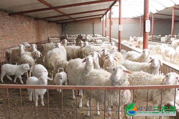 冬季养羊常见的问题有哪些？