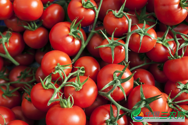 栽种增产番茄方式有哪些？