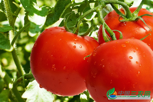 栽种增产番茄方式有哪些？