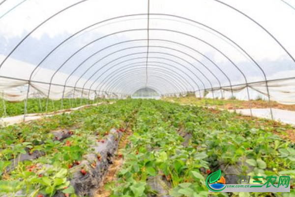 冬季大棚蔬菜施肥要点和注意事项有哪些？