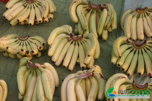 香蕉冬季贮运需要谨防哪些要点？