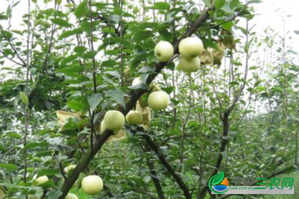 梨子高产的方法有哪些？