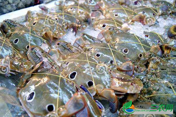 稻田里混养虾蟹的注意事项有哪些？