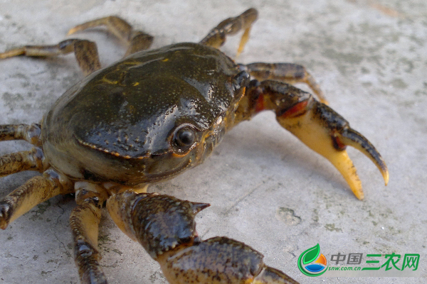 河滩螃蟹养殖技术有哪些？
