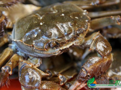河滩螃蟹养殖技术有哪些？