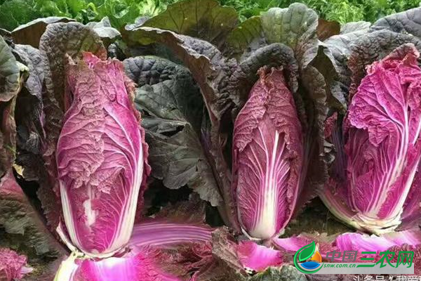 紫色大白菜该如何种植？