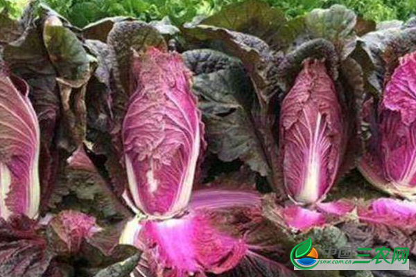 紫色大白菜该如何种植？