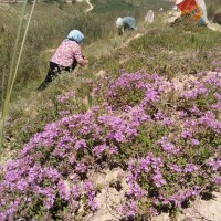 供应百里香原料  百里香产地批发  地椒草价格