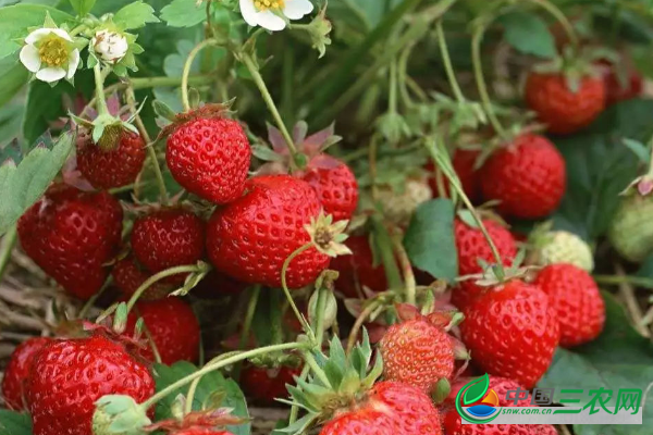 草莓增产的方法