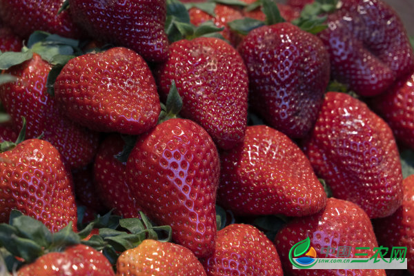 草莓增产的方法