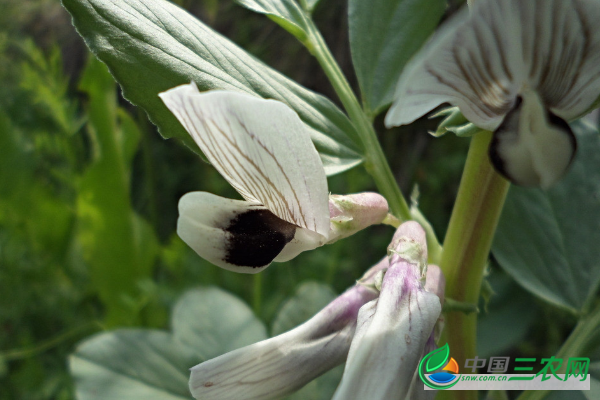 蚕豆的种植方法有哪些？