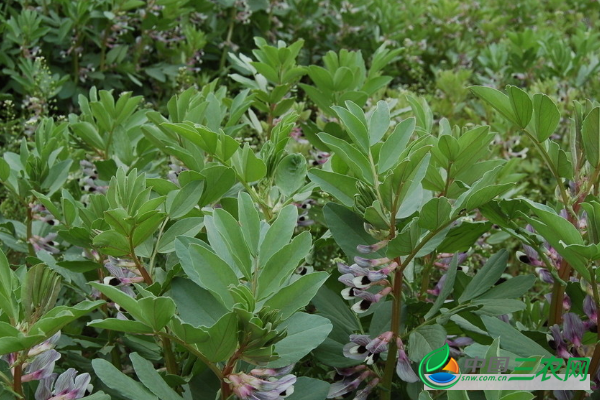 蚕豆的种植方法有哪些？