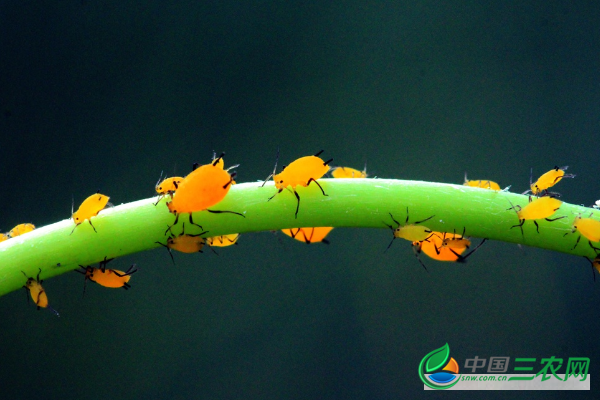 芽虫的防治方法