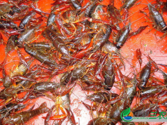冬季小龙虾的管理方法