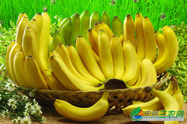 香蕉高产的方法