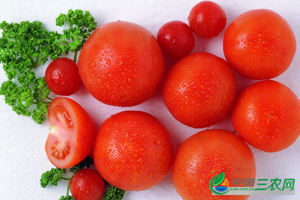 冬天温室大棚番茄管理方案