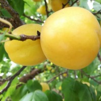 杏树苗新品种 香杏树苗批发