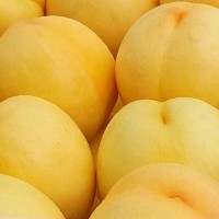 黄桃苗 大个脆甜黄桃品种批发