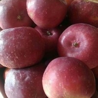 龙丰果树苗报价，包种植技术龙丰苹果苗基地批发价格