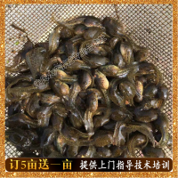 黑斑蛙青蛙蝌蚪牙签苗 可以游动的青蛙蝌蚪圆头苗