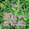 三高明星菜救心菜